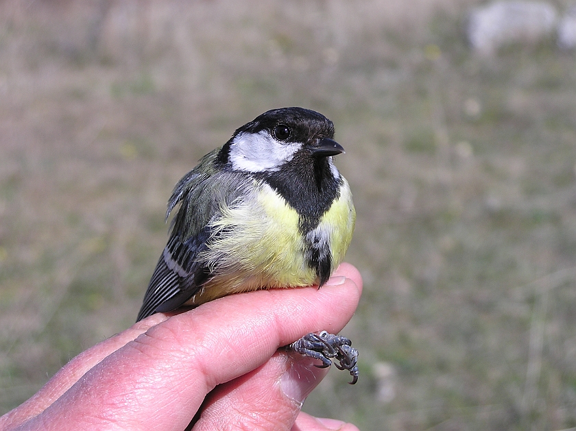 Great Tit, Sundre 20050509